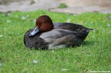 Rotkopfente (Aythya americana) im Kölner Zoo