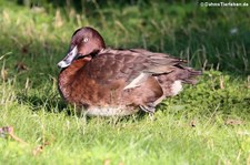 Tasman-Moorente oder Australische Moorente (Aythya australis) im Kölner Zoo