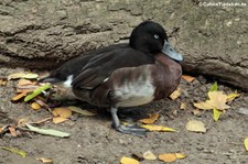 Baermoorente (Aythya baeri) im Kölner Zoo