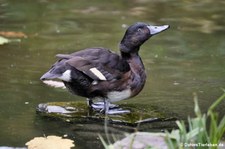 Baermoorente (Aythya baeri) im Kölner Zoo