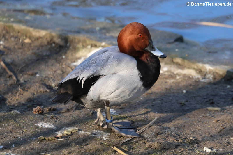 Tafelente (Aythya ferina)