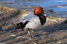 Tafelente (Aythya ferina) im Kölner Zoo