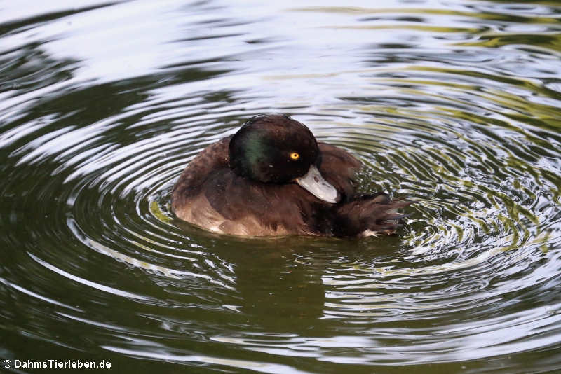 weibliche Reiherente (Aythya fuligula)