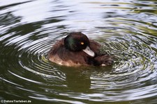 weibliche Reiherente (Aythya fuligula) im Kölner Zoo