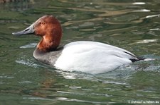 Riesentafelente (Aythya valisineria) im Kölner Zoo