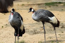 Ostafrikanische Kronenkraniche (Balearica regulorum gibbericeps) im Kölner Zoo