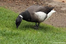 Pazifische Ringelgans (Branta bernicla nigricans) im Kölner Zoo