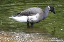 Pazifische Ringelgans (Branta bernicla nigricans) im Kölner Zoo