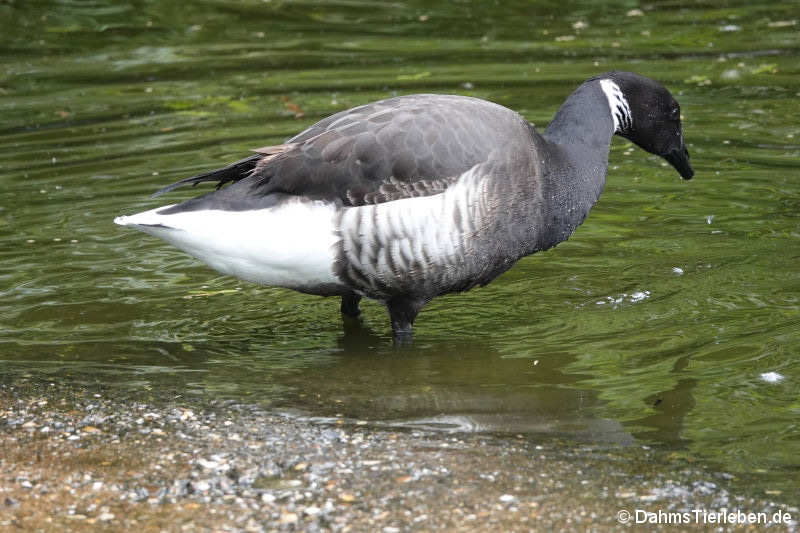 Branta bernicla nigricans