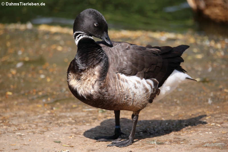 Pazifische Ringelgans oder Lawrence Ringelgans (Branta bernicla nigricans)