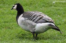 Weißwangengans (Branta leucopsis) im Kölner Zoo