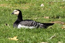 Weißwangengans (Branta leucopsis) im Kölner Zoo