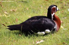 Rothalsgans (Branta ruficollis) im Kölner Zoo