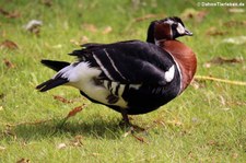 Rothalsgans (Branta ruficollis) im Kölner Zoo