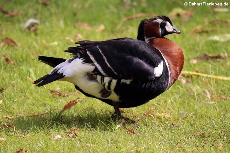 Branta ruficollis