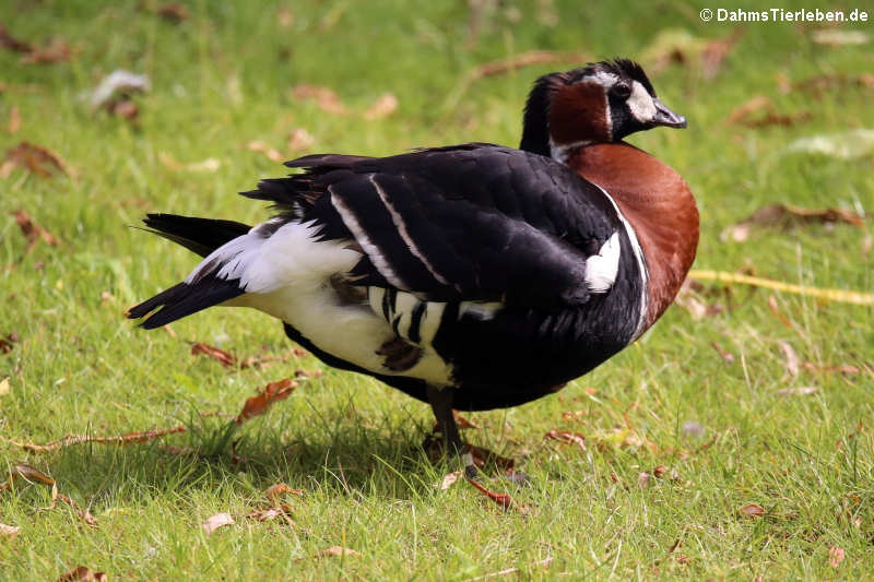 Rothalsgans (Branta ruficollis)