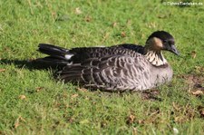 Hawaiigans (Branta sandvicensis) im Kölner Zoo