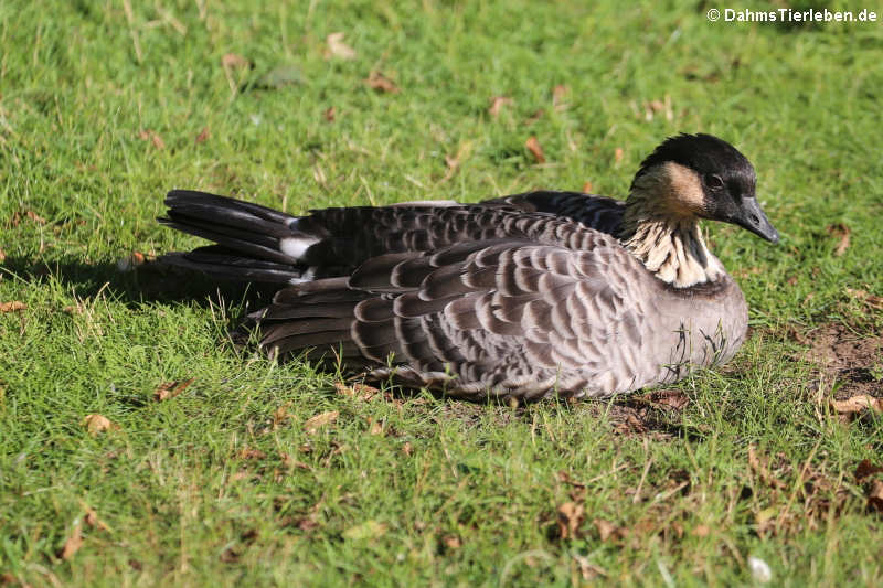 Branta sandvicensis