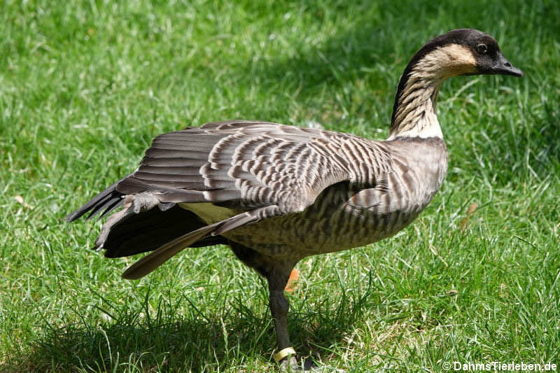 Branta sandvicensis