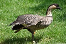 Hawaiigans (Branta sandvicensis) im Kölner Zoo