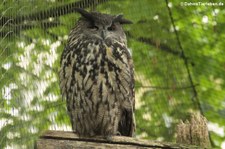 Europäischer Uhu (Bubo bubo bubo) im Kölner Zoo