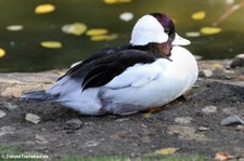 männliche Büffelkopfente (Bucephala albeola) im Kölner Zoo