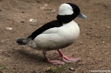 männliche Büffelkopfente (Bucephala albeola) im Kölner Zoo