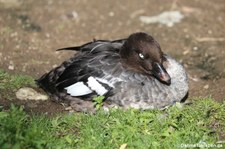 Bucephala islandica-5