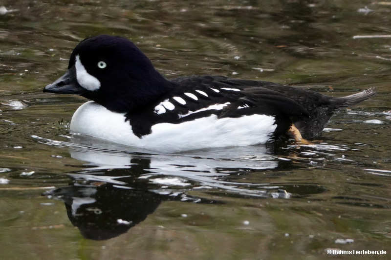 Bucephala islandica
