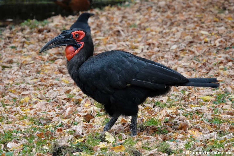 Bucorvus leadbeateri