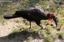 Rotgesicht-Hornrabe (Bucorvus leadbeateri) im Kölner Zoo