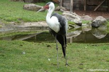 Klunkerkranich (Bugeranus carunculatus) im Kölner Zoo