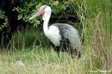 Bugeranus carunculatus-4