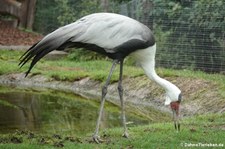 Klunkerkranich (Bugeranus carunculatus) im Kölner Zoo