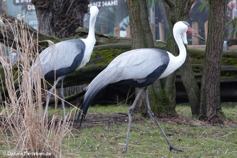 Bugeranus carunculatus