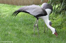 Klunkerkranich (Bugeranus carunculatus) im Kölner Zoo