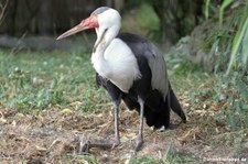 Klunkerkranich (Bugeranus carunculatus) im Kölner Zoo