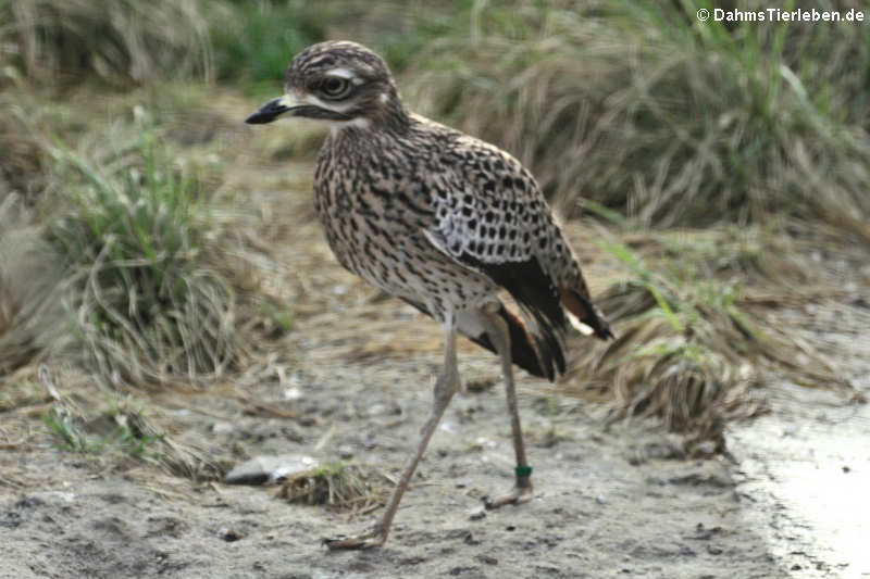 Burhinus capensis