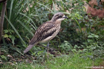 Langschwanztriel (Burhinus grallarius)