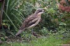 Langschwanztriel (Burhinus grallarius) im Kölner Zoo