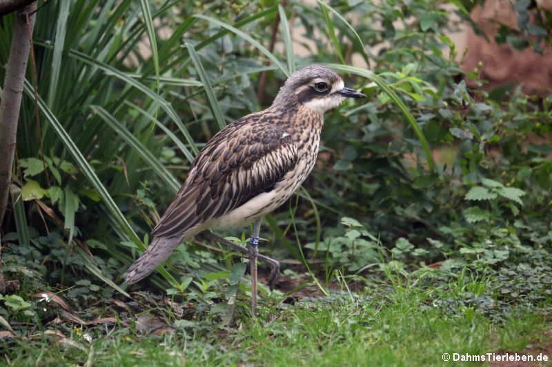 Langschwanztriel (Burhinus grallarius)