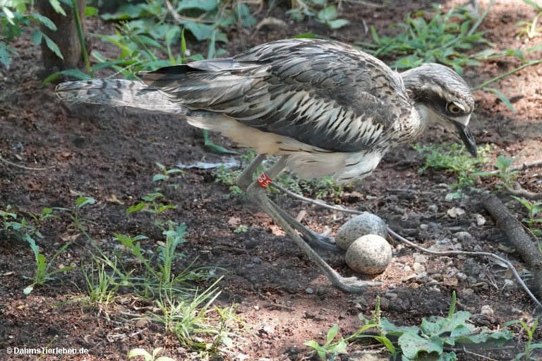 Burhinus grallarius