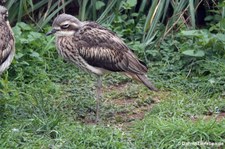 Langschwanztriel (Burhinus grallarius) im Kölner Zoo