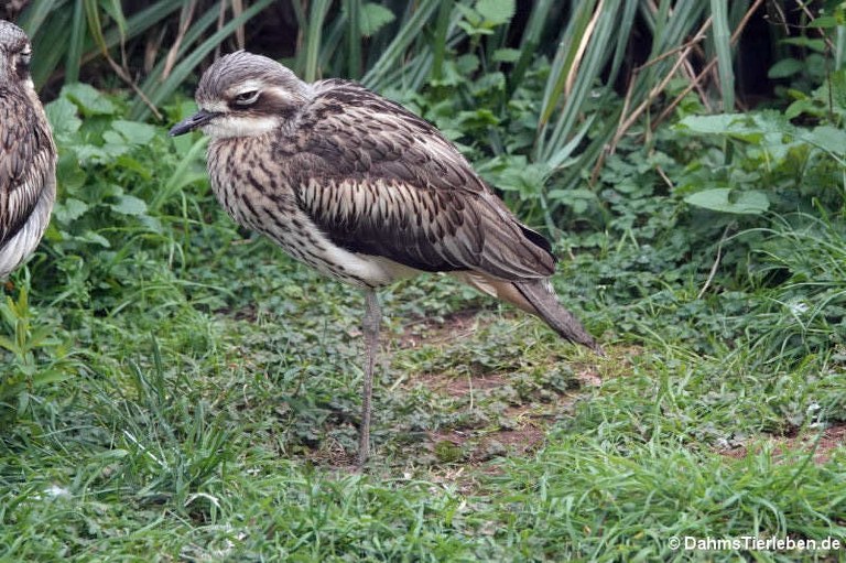 Burhinus grallarius