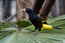 Gelbbürzelkassike (Cacicus cela) im Zoo Köln