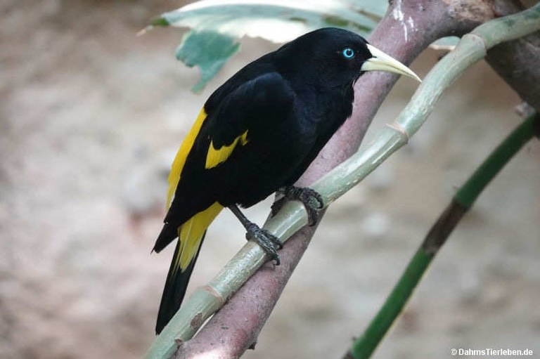 Cacicus cela