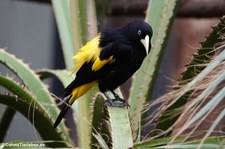 Gelbbürzelkassike (Cacicus cela) im Zoo Köln