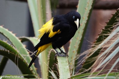 Gelbbürzelkassike (Cacicus cela)
