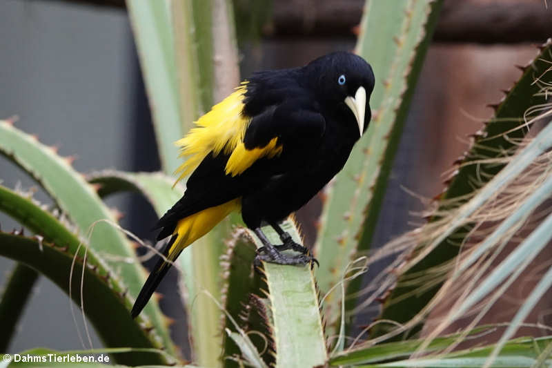 Gelbbürzelkassike (Cacicus cela)