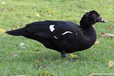 Moschusente (Cairina moschata) im Kölner Zoo